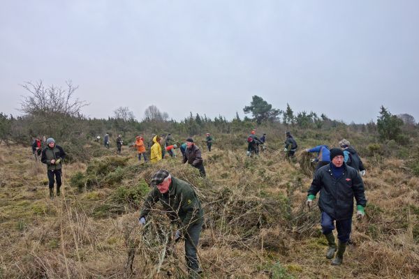 Arbeitseinsatz Wacholderheide am Ostufer der Müritz (Foto: NP Müritz / Escher)